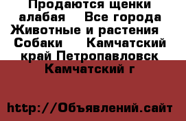Продаются щенки алабая  - Все города Животные и растения » Собаки   . Камчатский край,Петропавловск-Камчатский г.